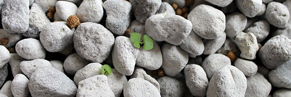 Seeds sprouting in Ponics Stone™ Standard soilless grow media