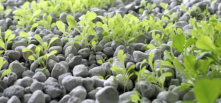 thriving ponics grow bed